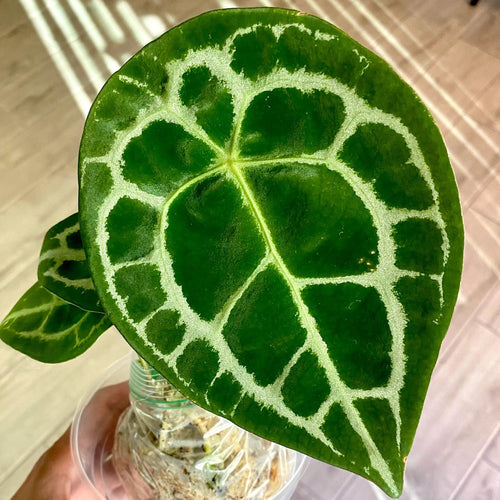 Anthurium forgetii 'Silber' – Secret Garden Plant Shop