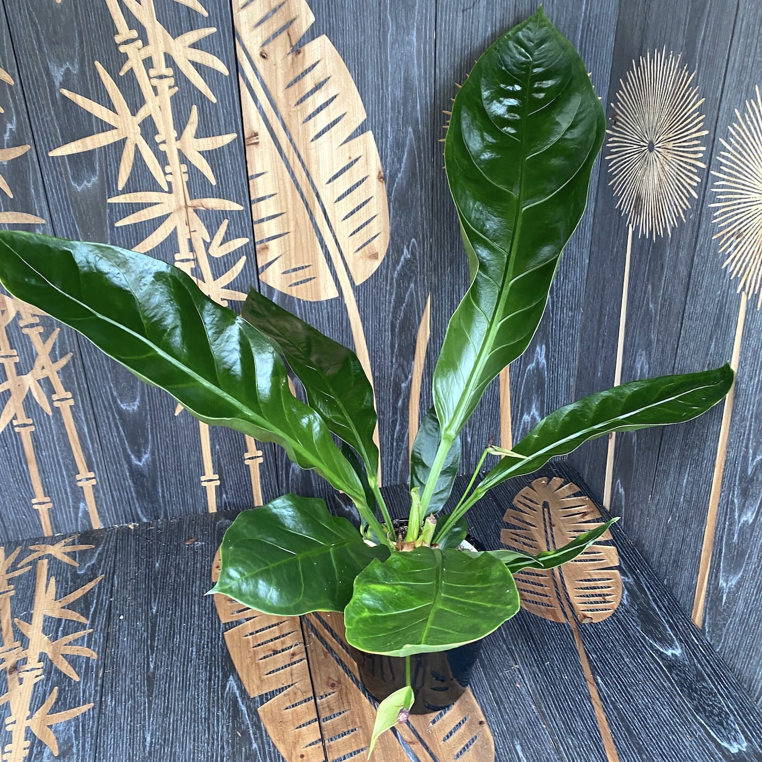 Anthurium crassinervium var. crassinervium (Jungle Bush)