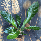 Anthurium crassinervium var. crassinervium (Dzsungelbokor)