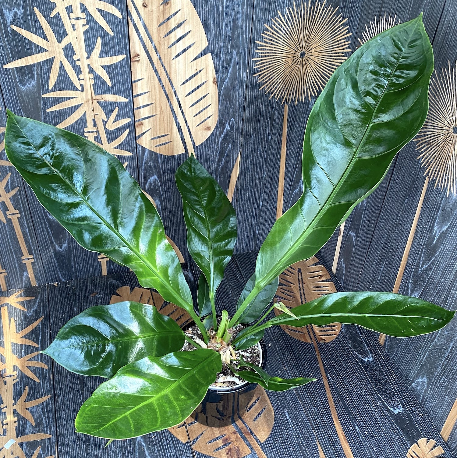 Anthurium crassinervium var. crassinervium (Jungle Bush)