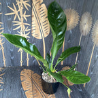 Anthurium crassinervium var. crassinervium (Dzsungelbokor)