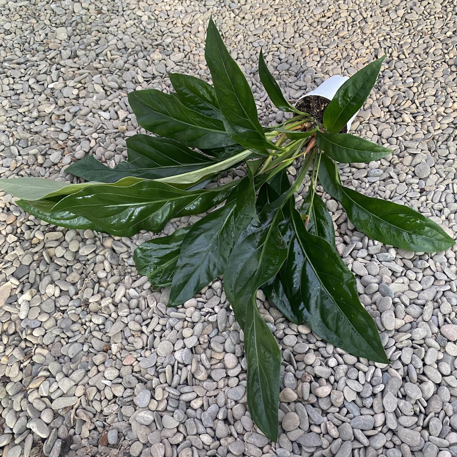 Anthurium crassinervium var. crassinervium (Jungle Bush) - exemplare XL