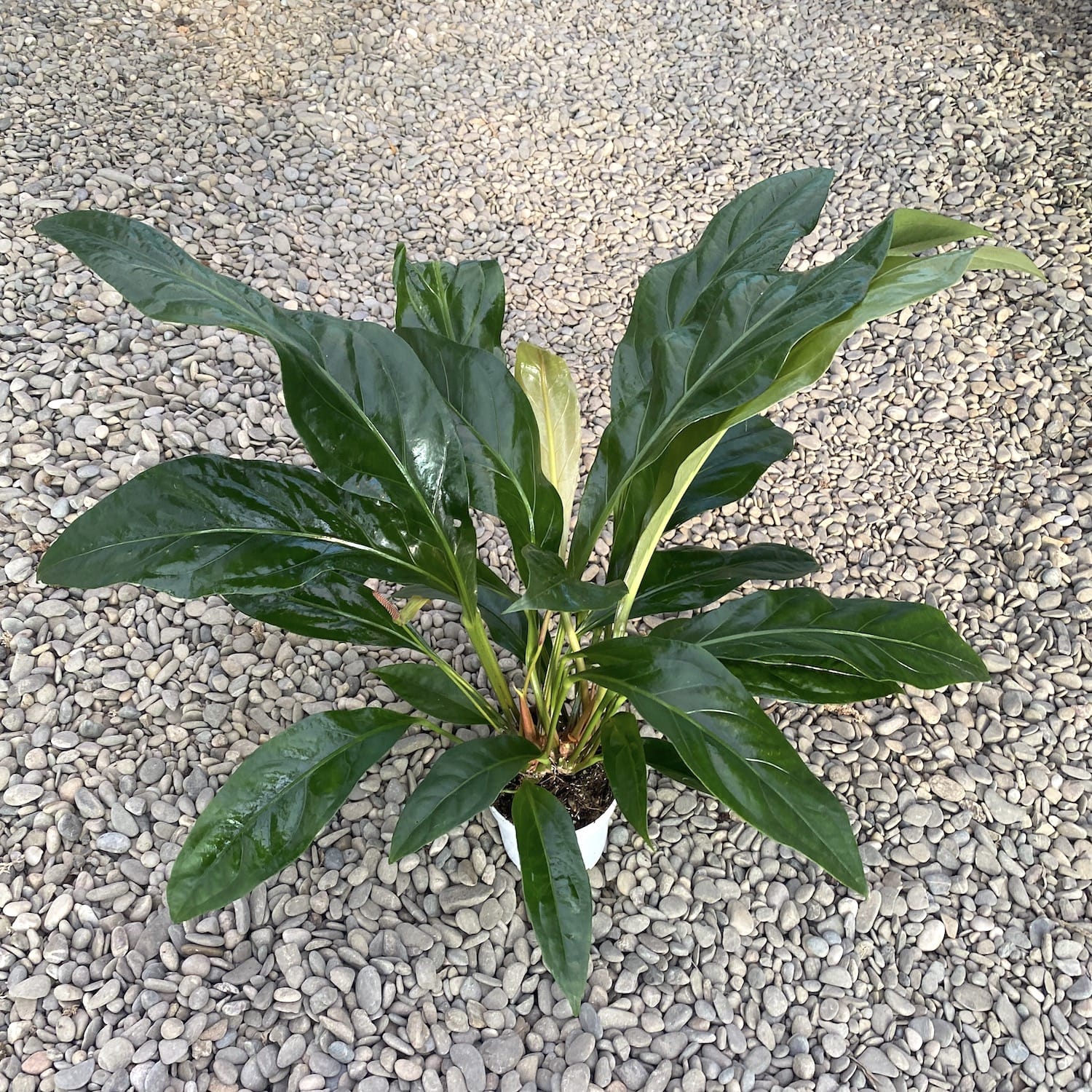 anthurium crassinervium Anthurium crassinervium var. crassinervium (Jungle Bush)