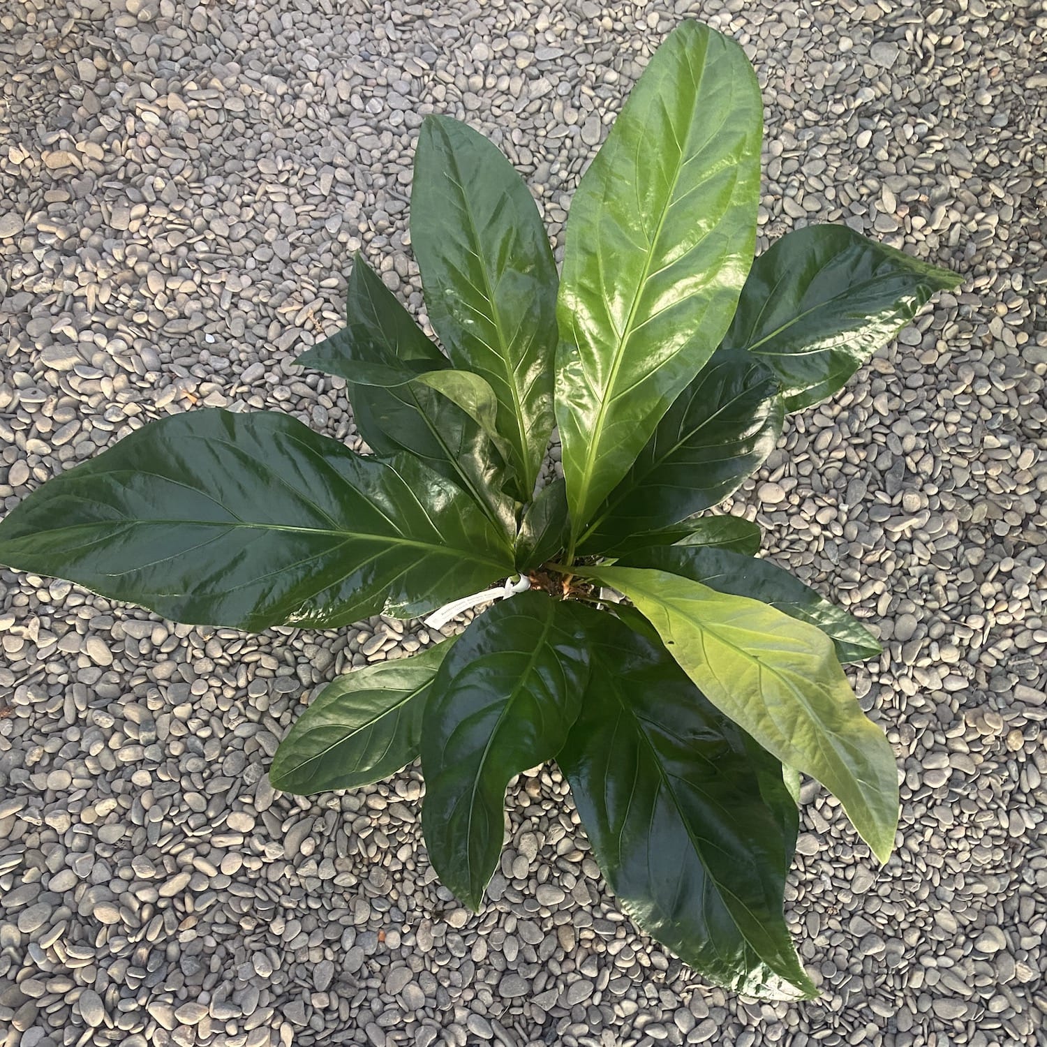 anthurium crassinervium jungle bush Anthurium crassinervium var. crassinervium (Jungle Bush)