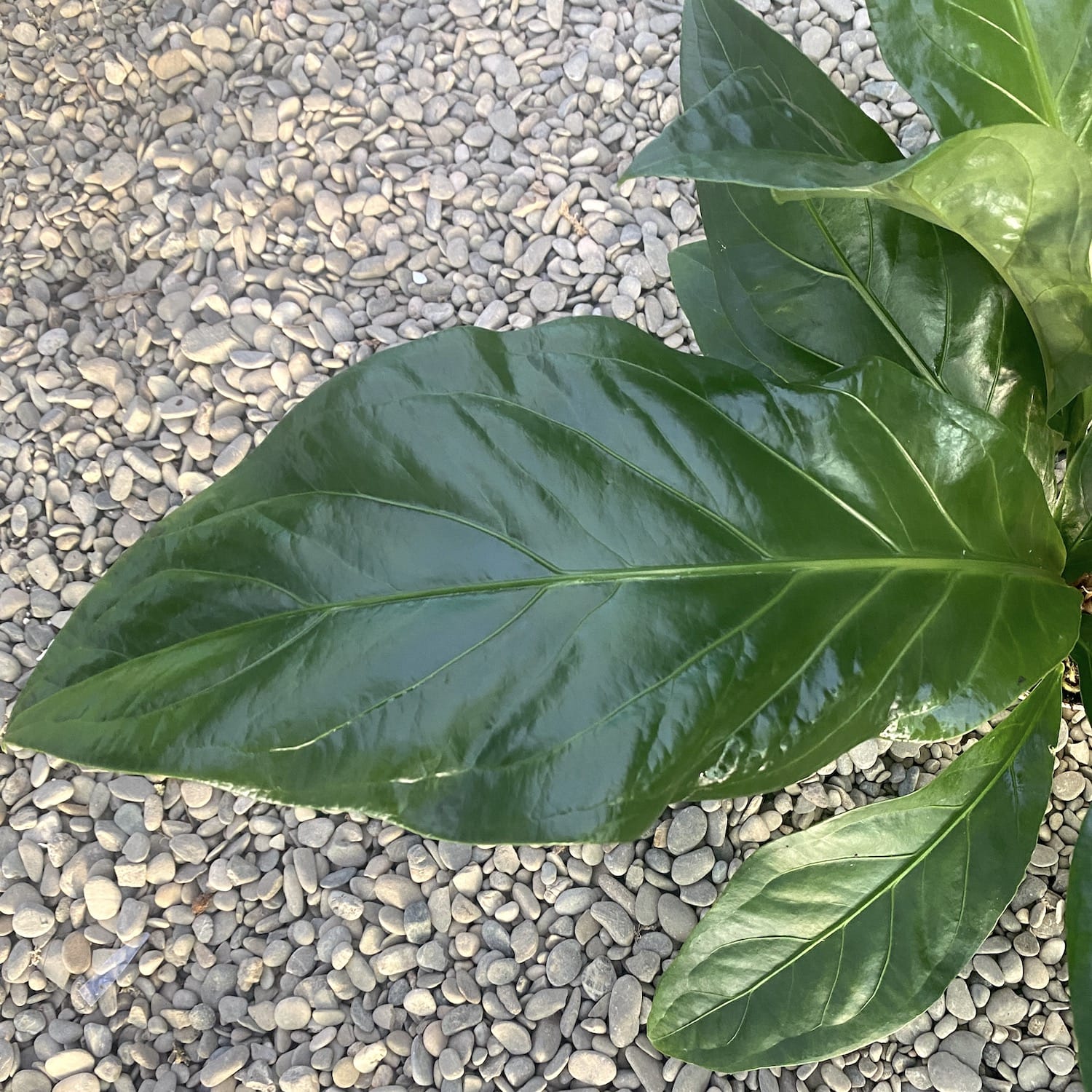 anthurium crassinervium var crispimarginatum Anthurium crassinervium var. crassinervium (Jungle Bush)