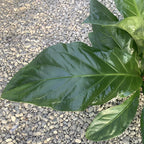 Anthurium crassinervium var. crassinervium (Jungle Bush) - exemplare XL