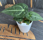 Anthurium forgetii 'Silver'