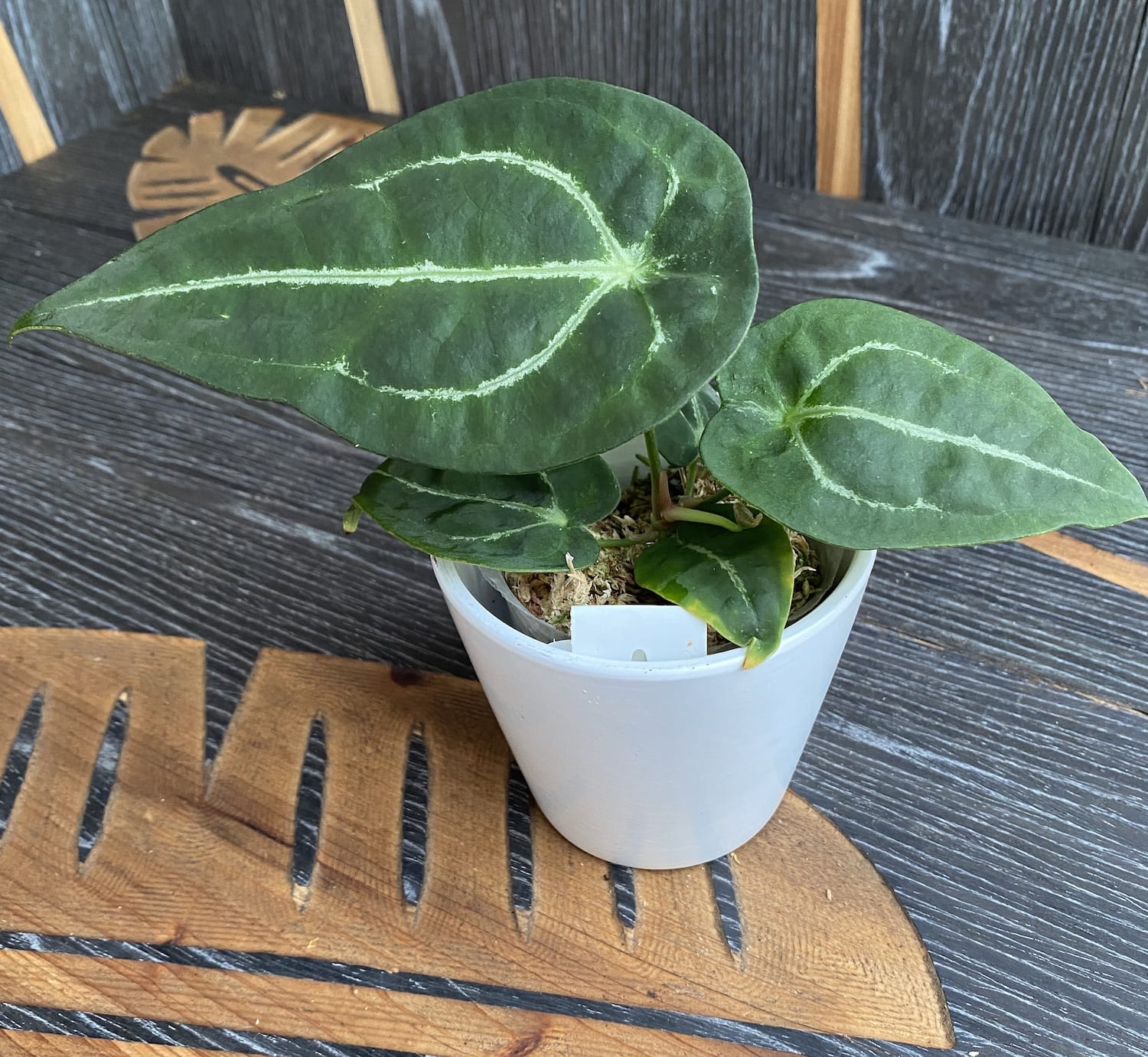 Anthurium forgetii 'Silver'
