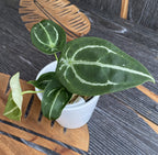 Anthurium forgetii 'Silver'