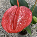 Anthurium scherzerianum
