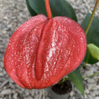 Anthurium scherzerianum