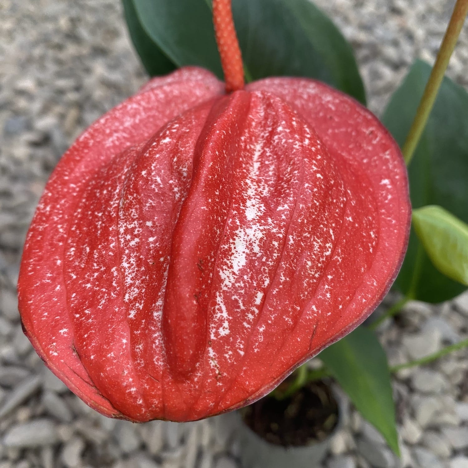 Anthurium scherzerianum