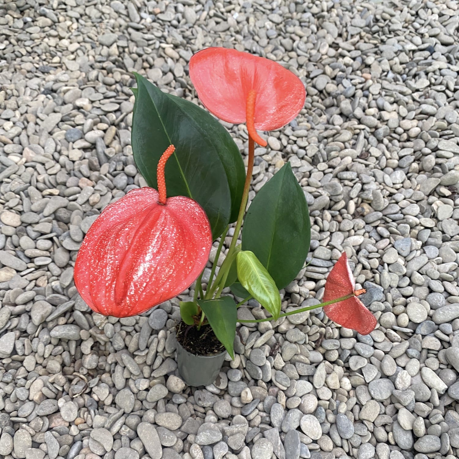 Anthurium scherzerianum