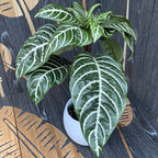 Aphelandra squarrosa on stem (Zebra Plant)