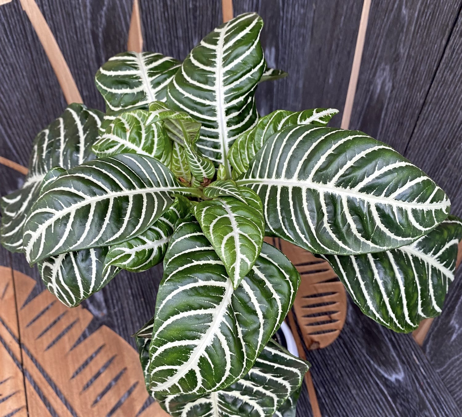Aphelandra squarrosa auf Stiel (Zebrapflanze)