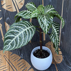 Aphelandra squarrosa on stem (Zebra Plant)