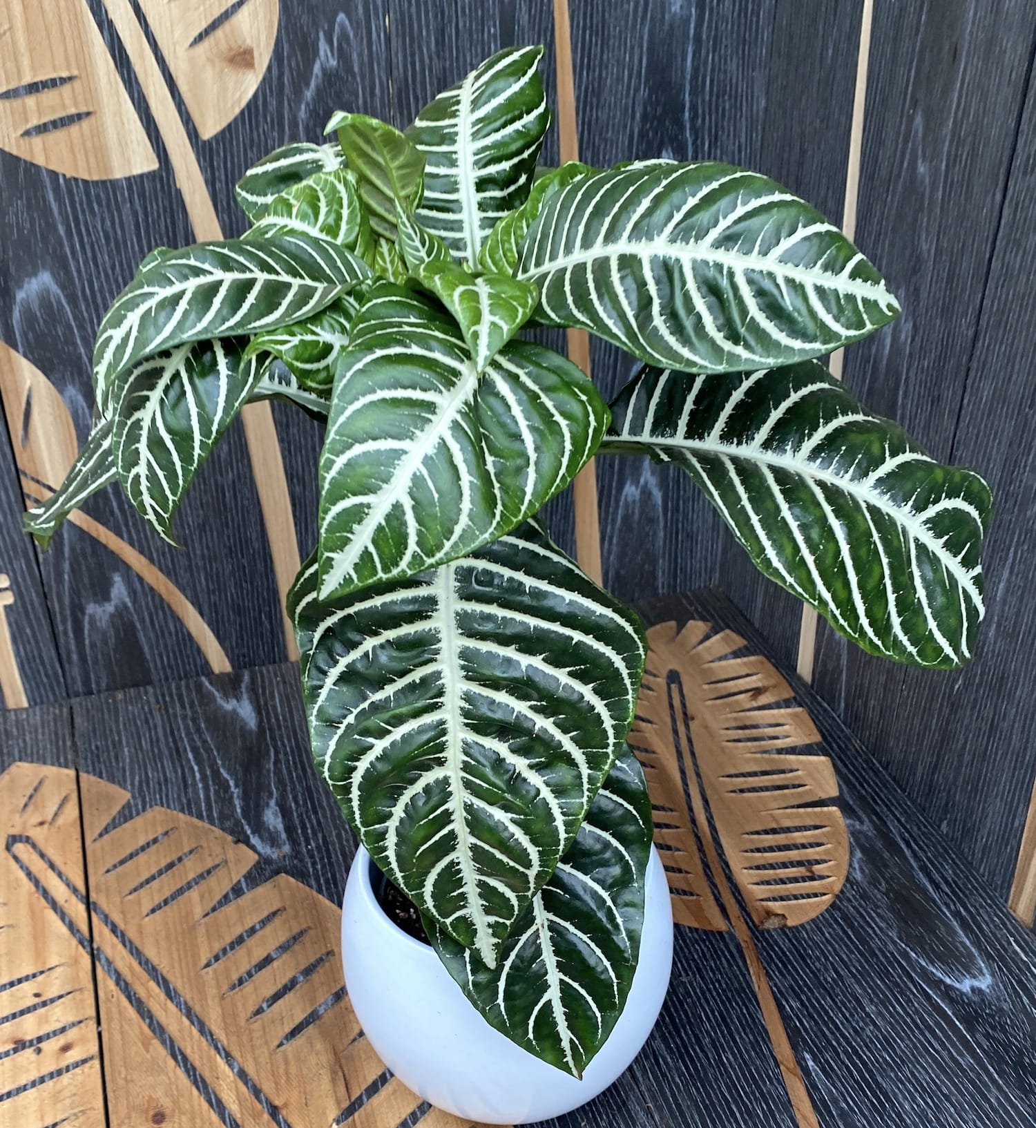 Aphelandra squarrosa auf Stiel (Zebrapflanze)