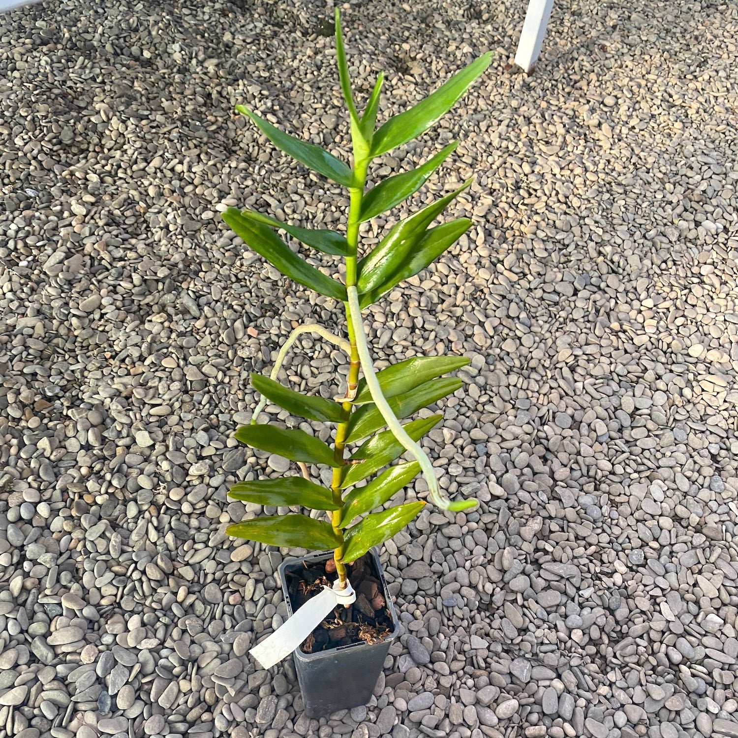Aranthera Anne Black (Arachnis Maggie Oei × Renanthera coccinea)