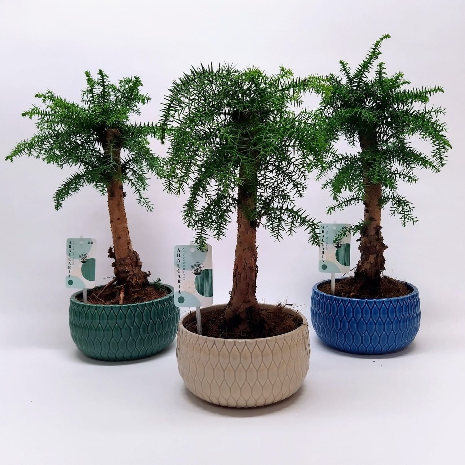 Bonsai Araucaria Cunninghamii (fara vas ceramic)
