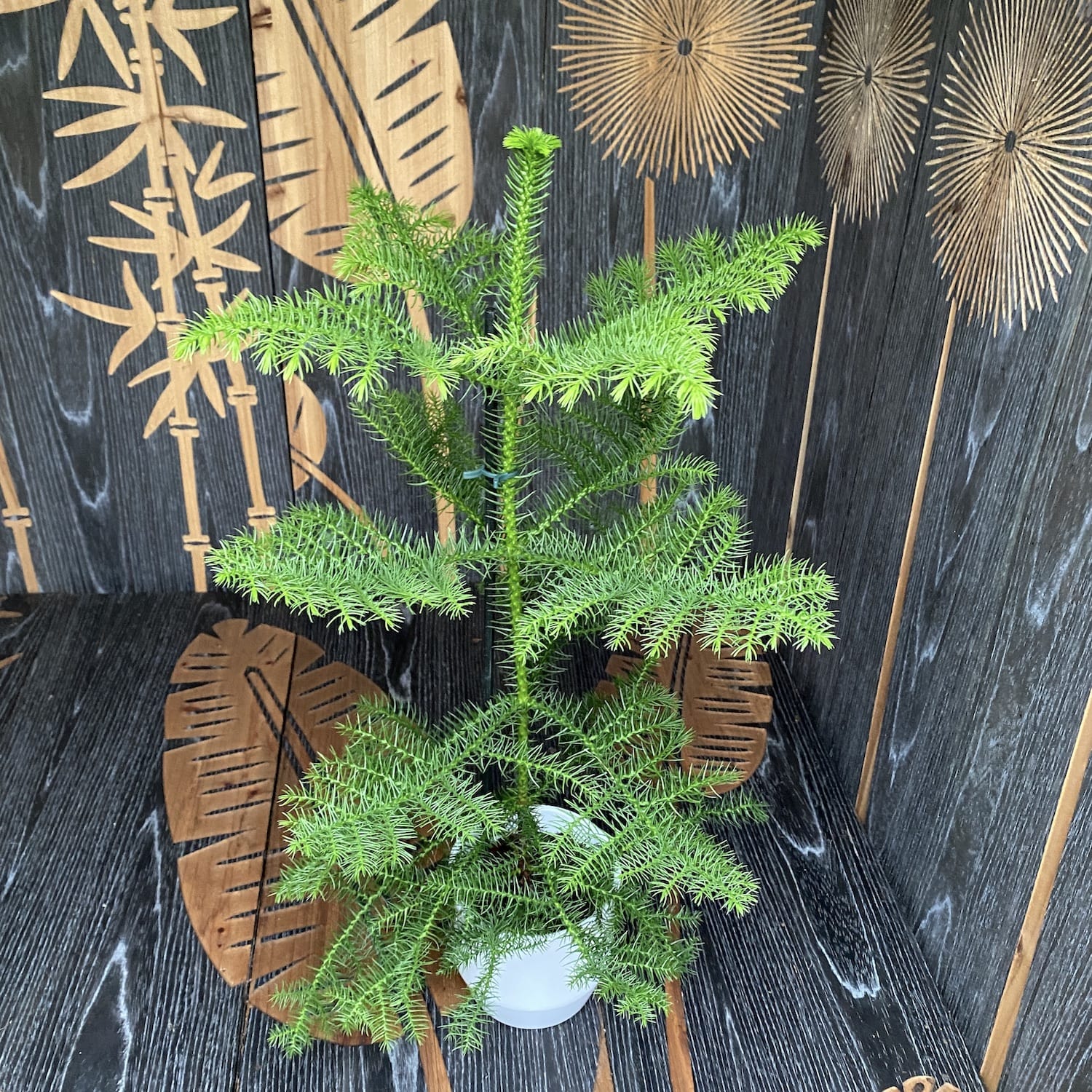 Araucaria heterophylla (Norfolk Island pine) D14/15