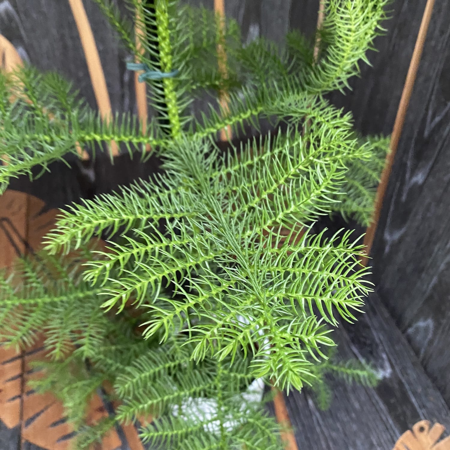 Araucaria heterophylla (Norfolk Island pine) D14/15
