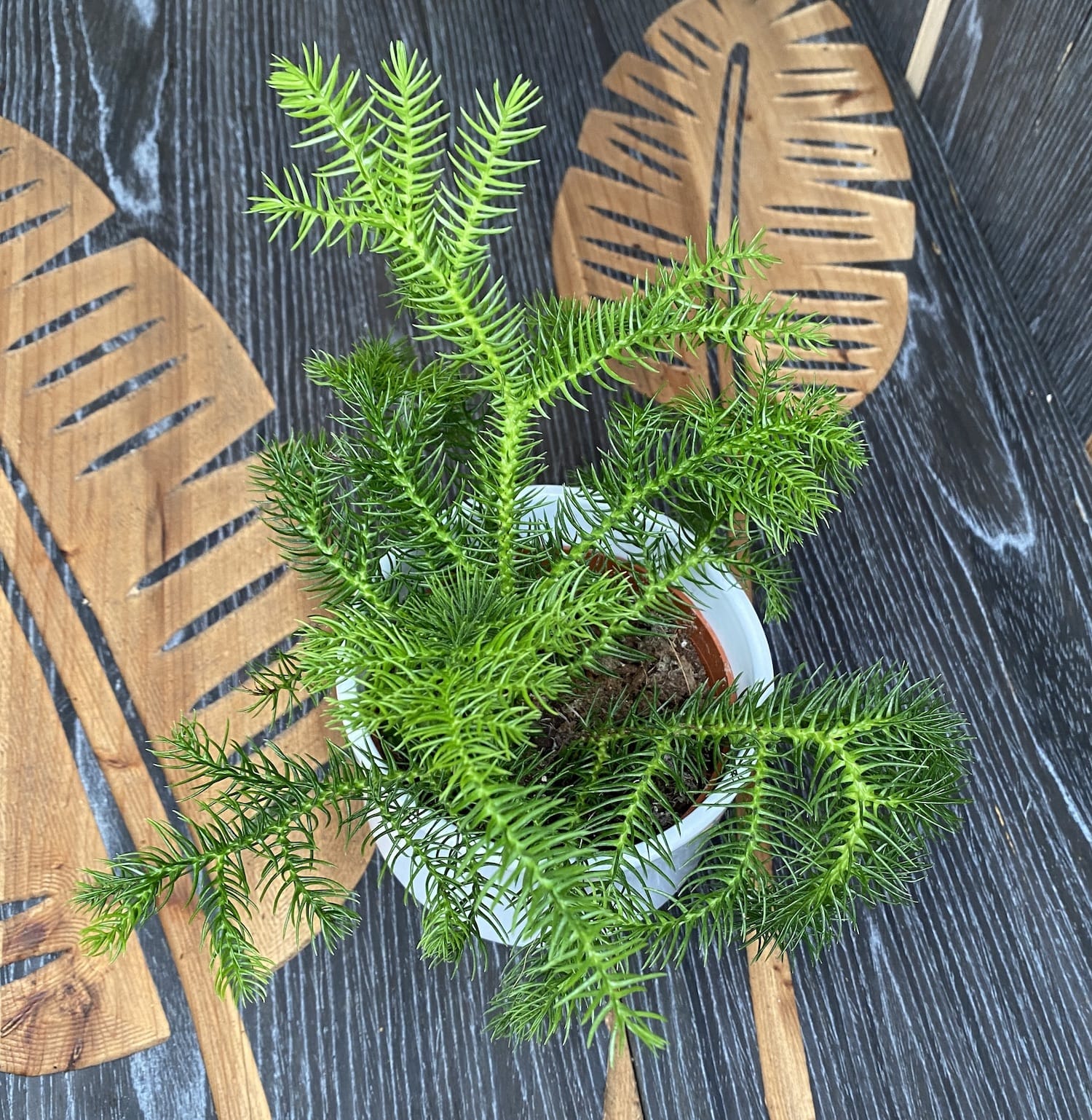 Araucaria heterophylla (Norfolk Island pine)