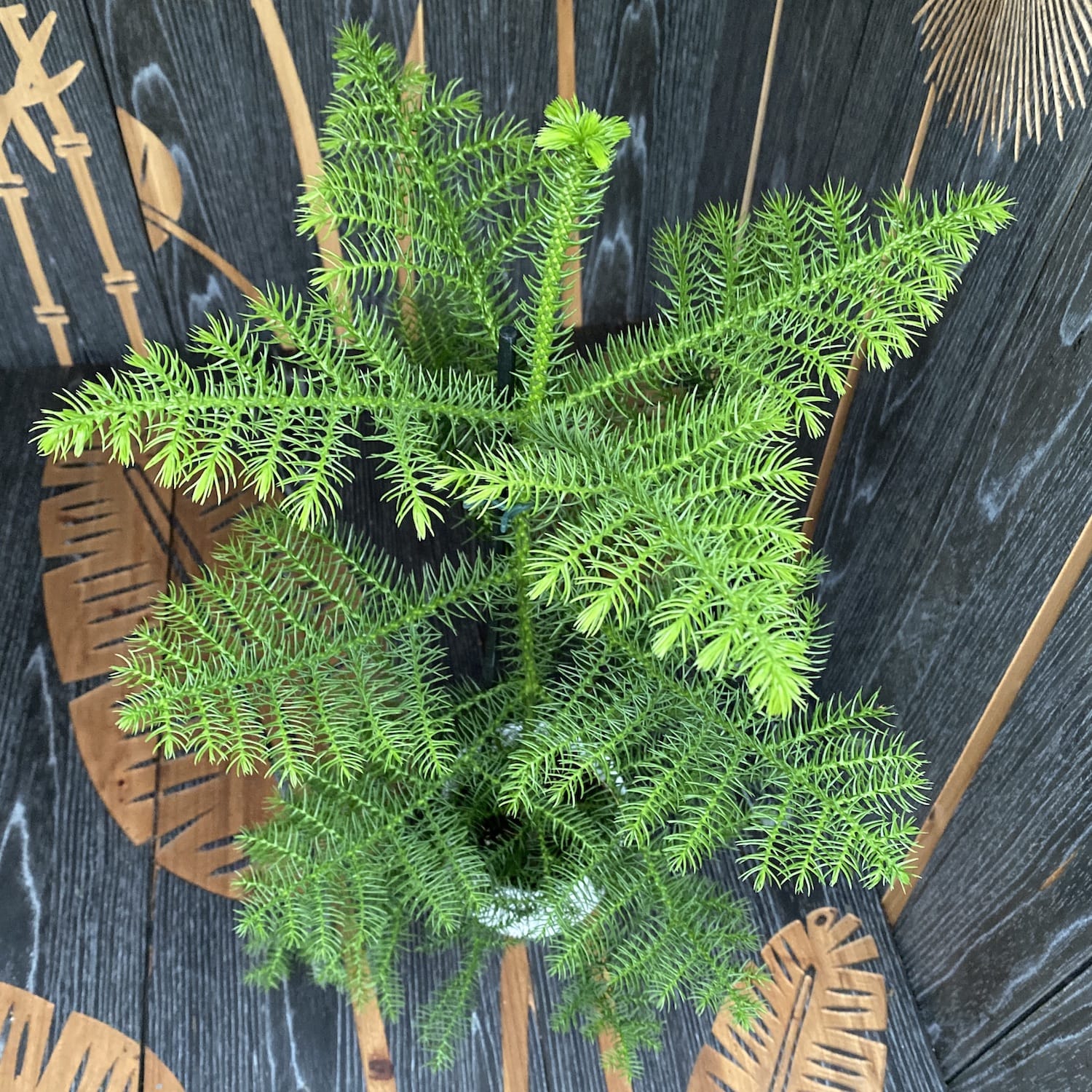 Araucaria heterophylla (Norfolk Island pine) D14/15