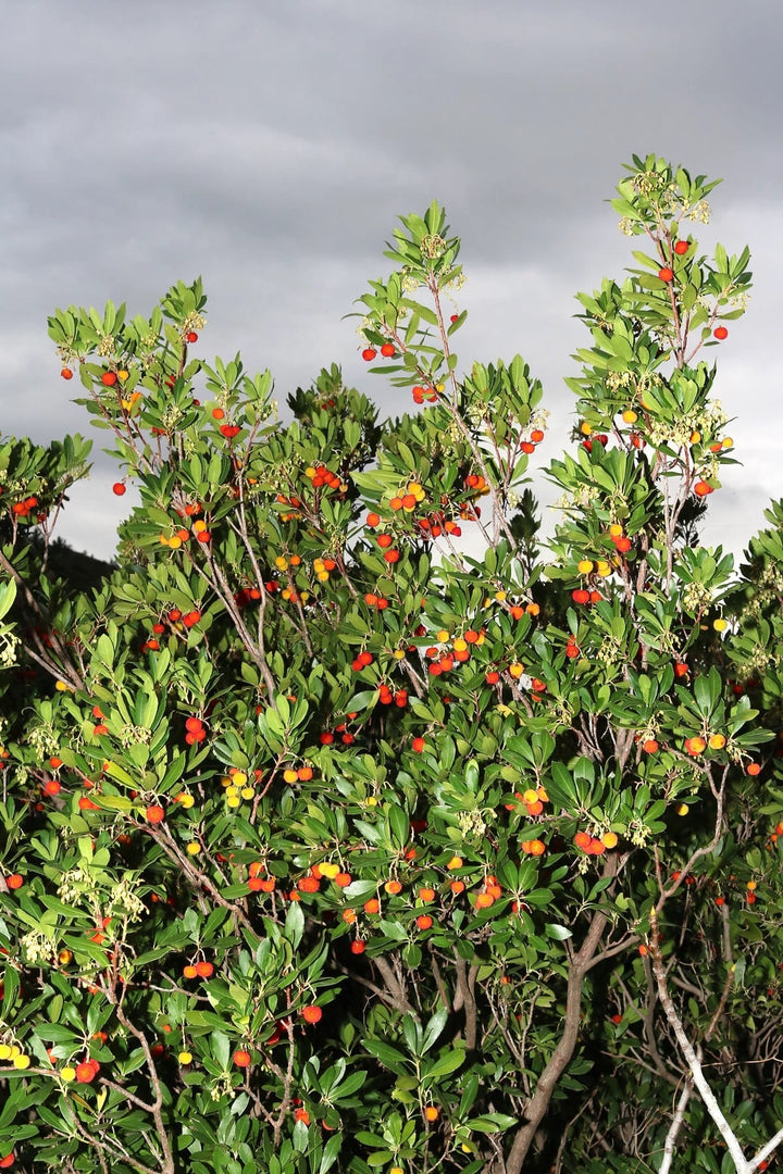 Arborele de capsuni - Arbutus unedo