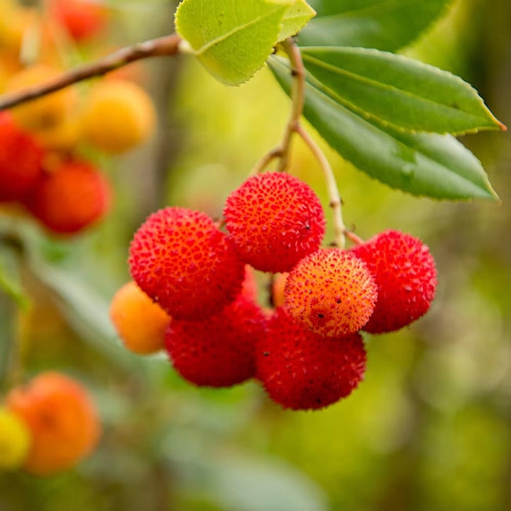 Arborele de capsuni - Arbutus unedo