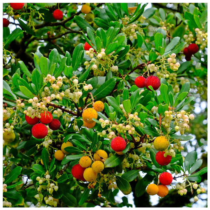 Arborele de capsuni - Arbutus unedo