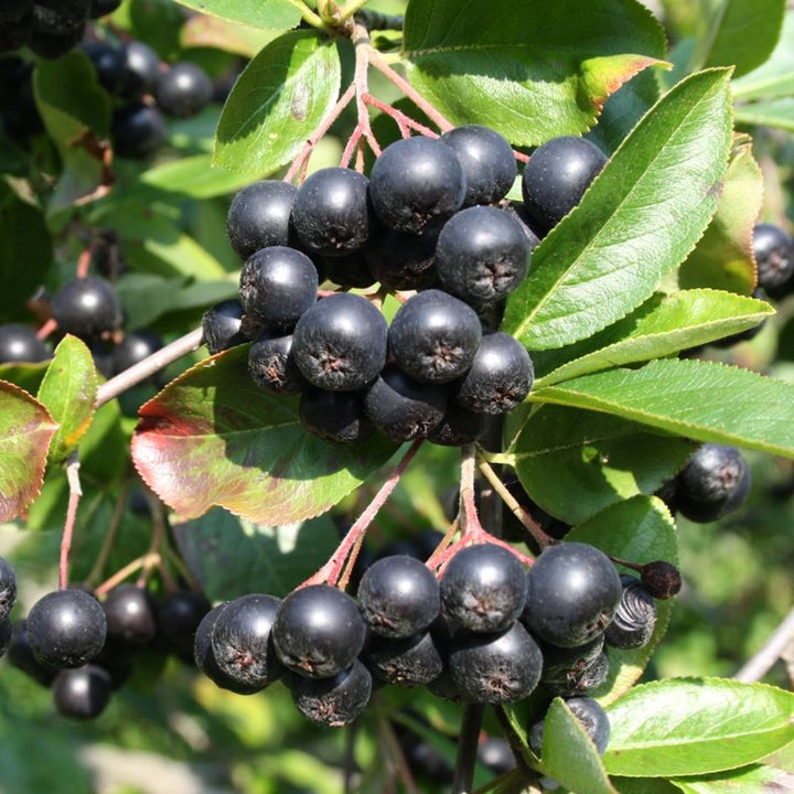 Aronia prunifolia 'Viking'