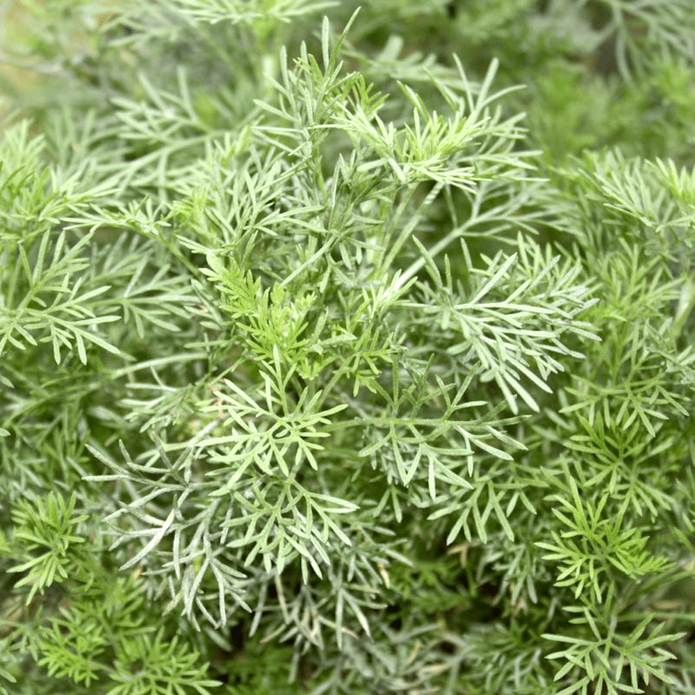 Artemisia abrotanum (Lemnul Domnului, Coca-Cola Plant)
