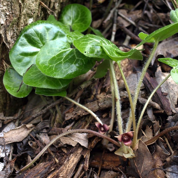 Asarum europaeum (European Wild Ginger)