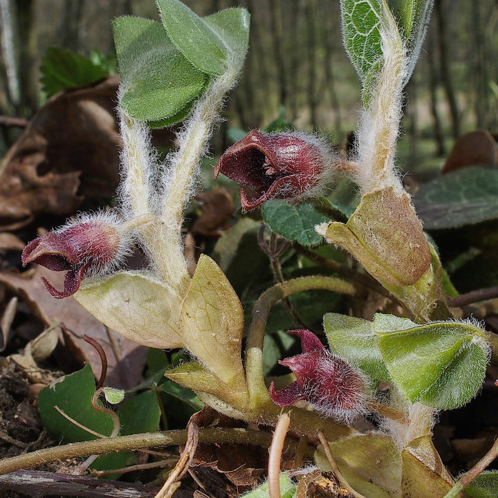 Asarum europaeum (European Wild Ginger)