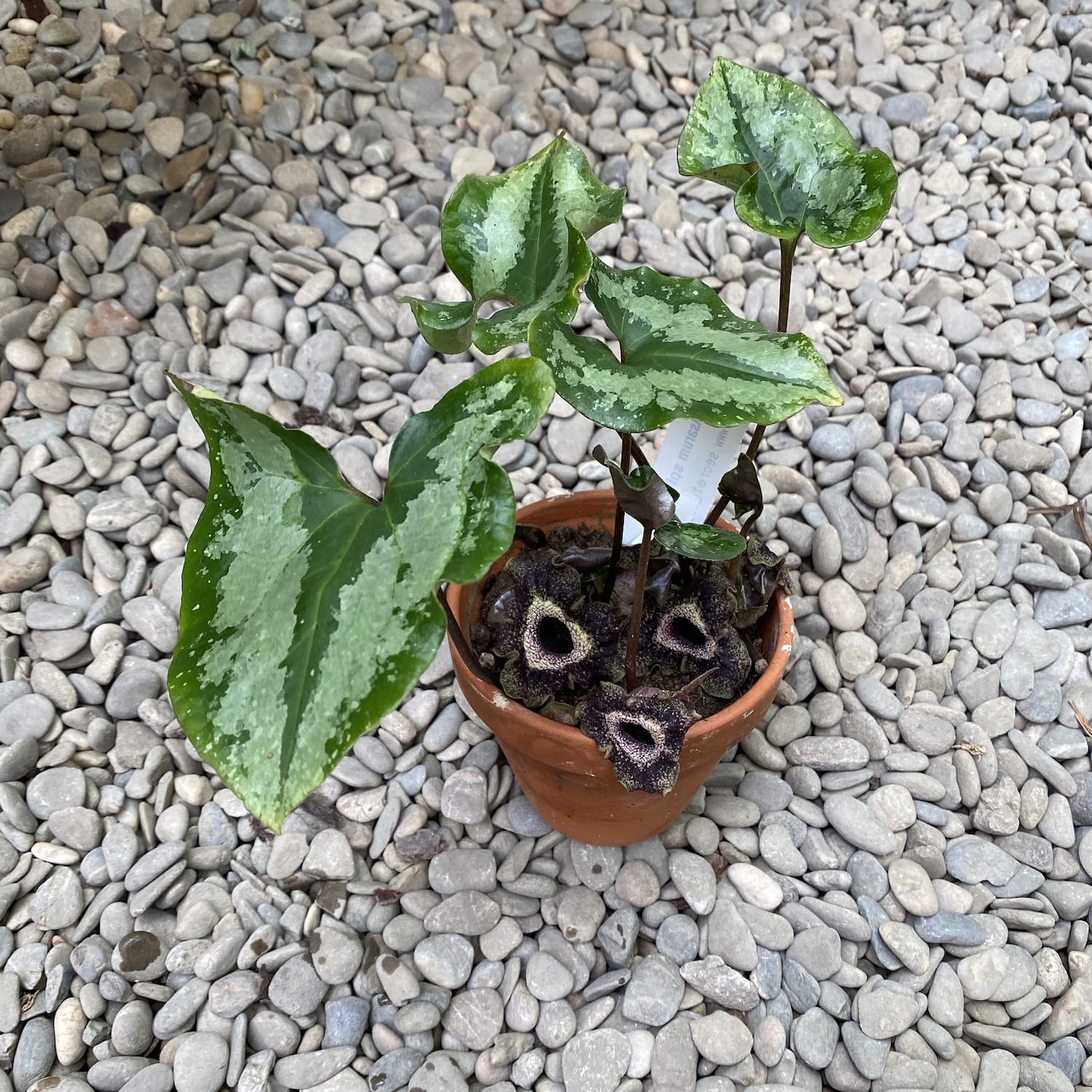 Asarum splendens (Chinese Wild Ginger)