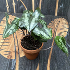 Asarum splendens (Chinese Wild Ginger)