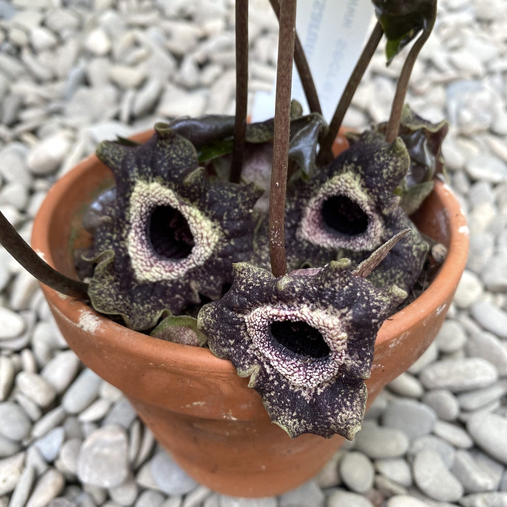 Asarum splendens (čínský divoký zázvor)