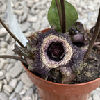 Asarum splendens (Chinese Wild Ginger)