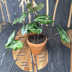 Asarum splendens (Chinese Wild Ginger)