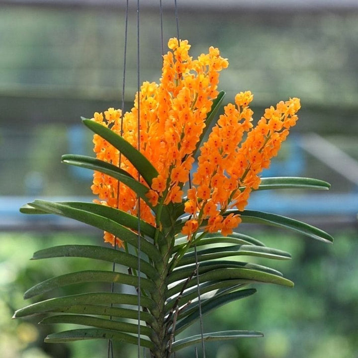 Vanda miniata (syn. Ascocentrum miniatum)