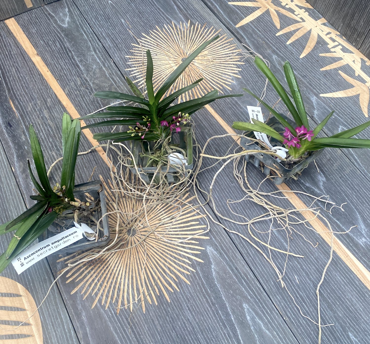 Ascocentrum Ampullaceum (Vanda ampullacea)