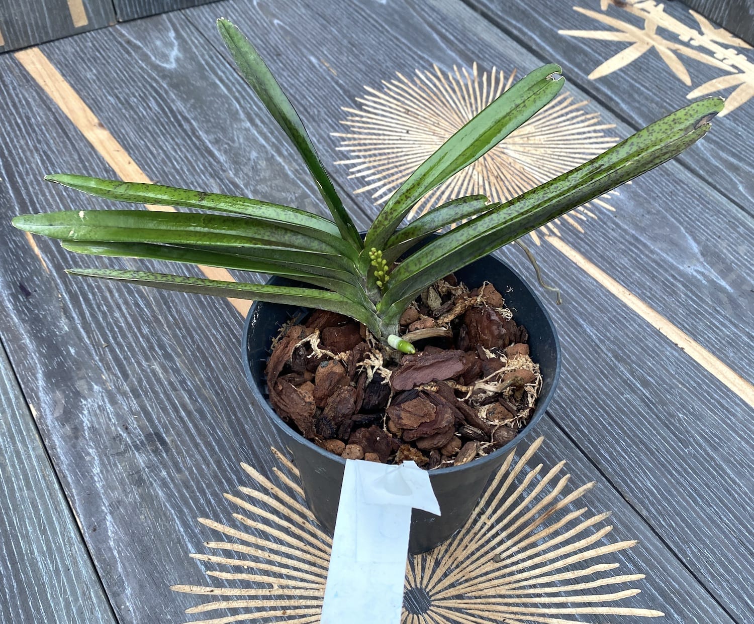 Ascocentrum Ampullaceum (Vanda ampullacea)