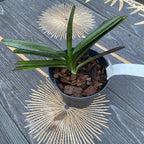 Ascocentrum Ampullaceum (Vanda ampullacea)