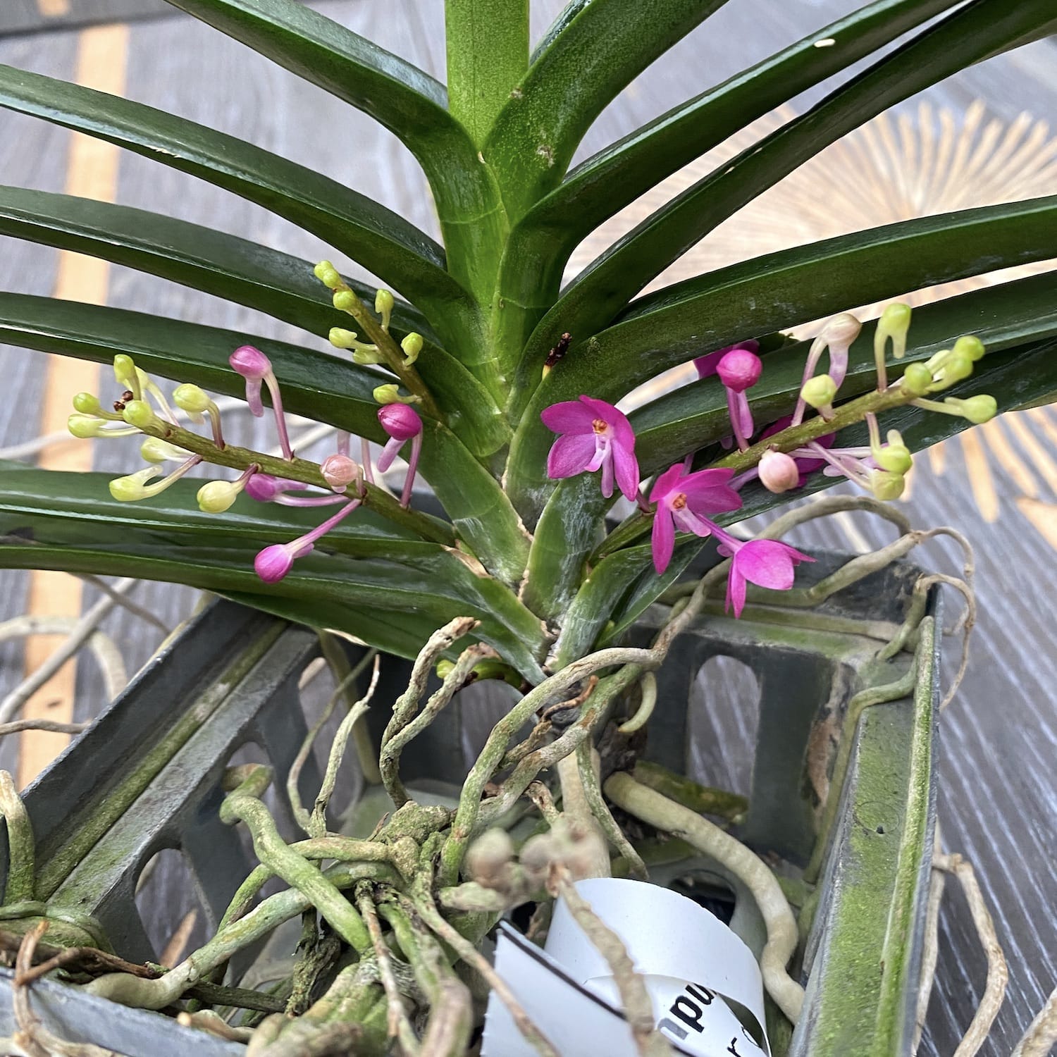 Ascocentrum Ampullaceum (Vanda ampullacea)