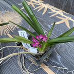 Ascocentrum Ampullaceum (Vanda ampullacea)