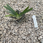 Ascocentrum Ampullaceum (Vanda ampullacea)