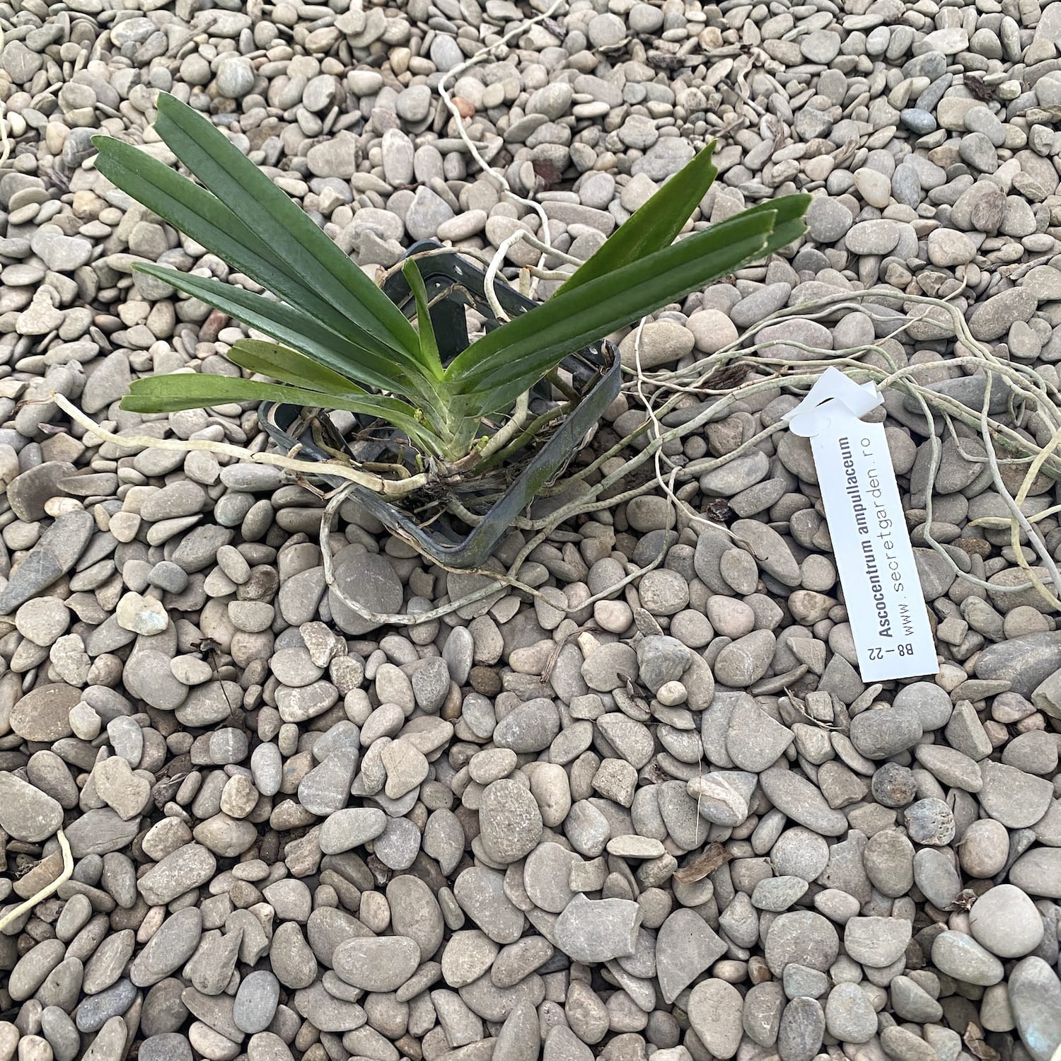 Ascocentrum Ampullaceum (Vanda ampullacea)