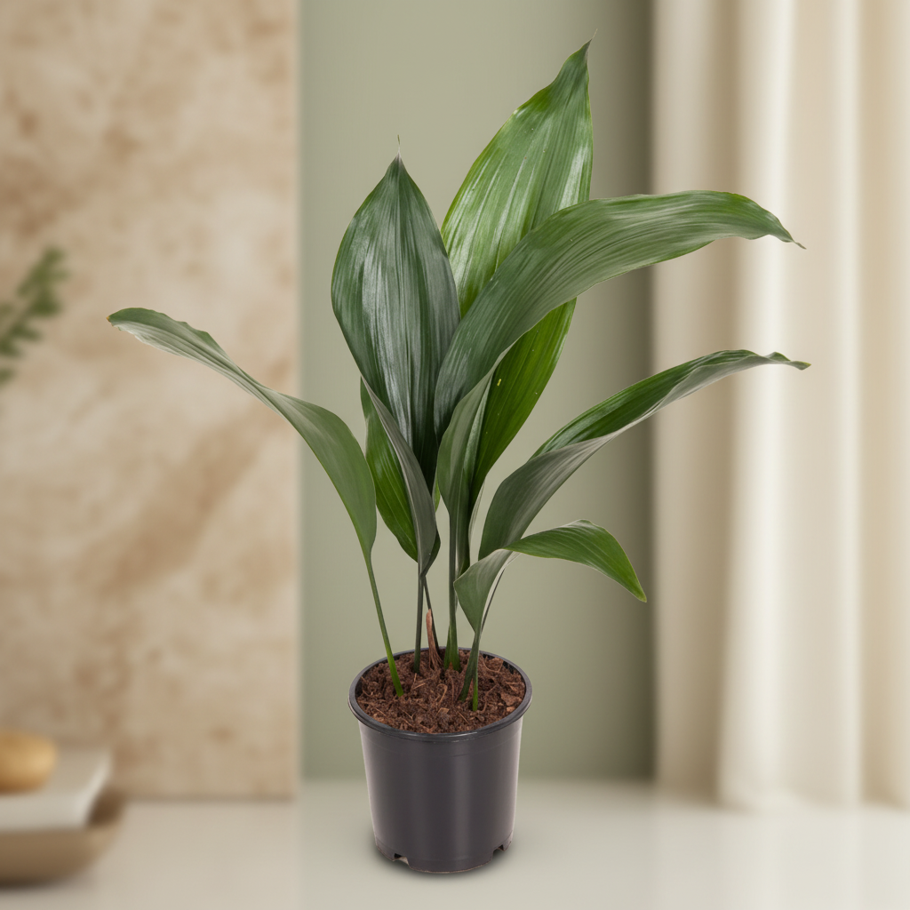 Aspidistra elatior (Pana cocosului)