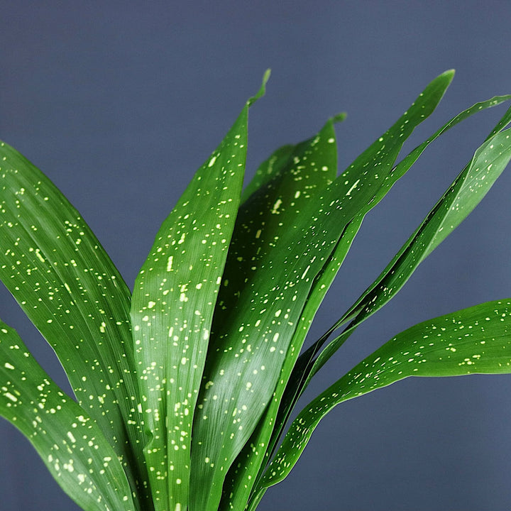 Aspidistra elatior minor 'Milky Way'