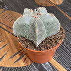 Astrophytum myriostigma